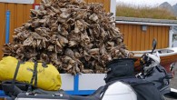 Neben dem Nordkap habe ich mich schon sehr auf die Lofoten gefreut. Ist dieses Archipel mit seinem Klima und den Felswänden doch legendär. Vielleicht erreiche ich heute auch noch eine...